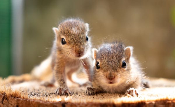 🐿️ Lecciones de Vida de las Ardillas: Amor, Cuidado y Reforestación